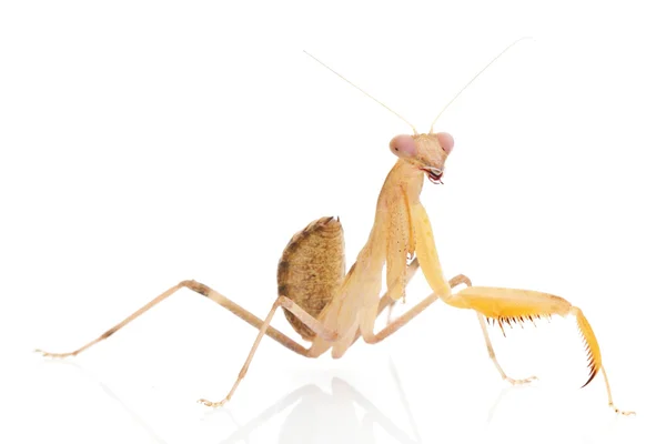 Mantis orante — Foto de Stock