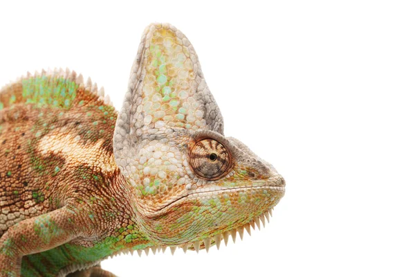 Veiled Chameleon — Stock Photo, Image