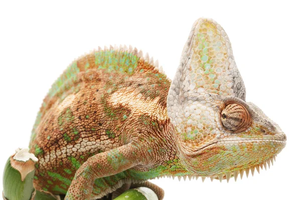 Veiled Chameleon — Stock Photo, Image