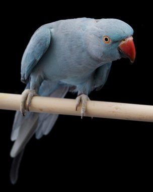 Hint boğmaklı muhabbet kuşu