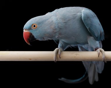 Hint boğmaklı muhabbet kuşu