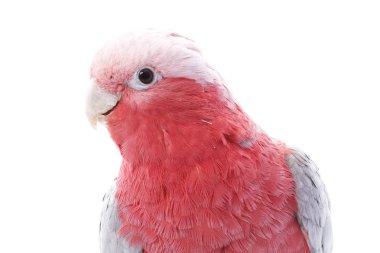 Galah