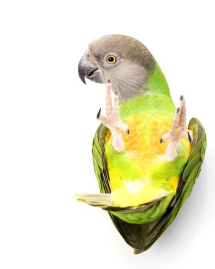 Senegal Parrot