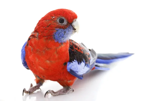 Carmesí rosella — Foto de Stock