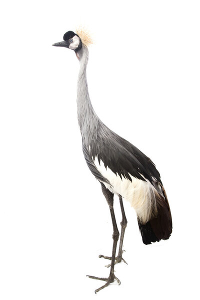 East African Crowned Crane