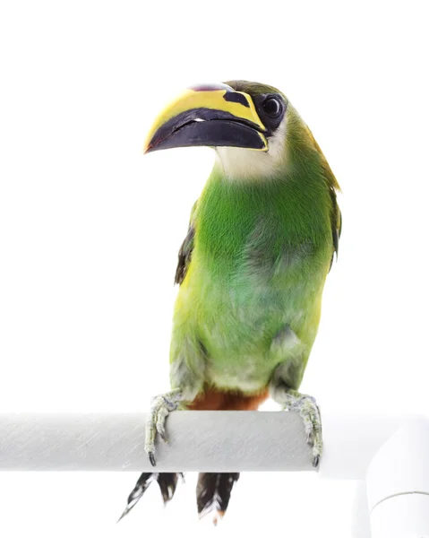 エメラルド toucanet — ストック写真