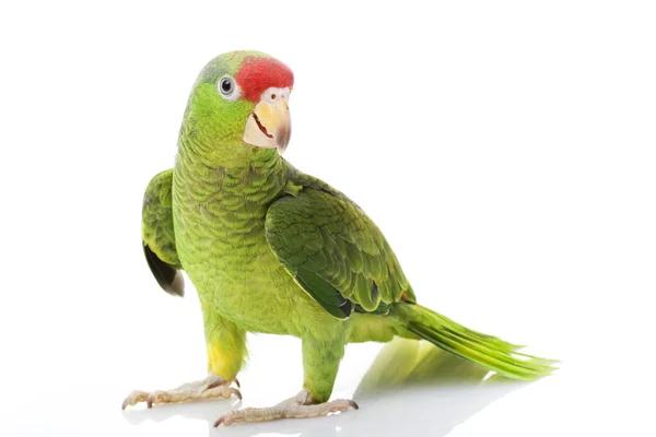 Мексиканский рыжеволосый попугай — стоковое фото