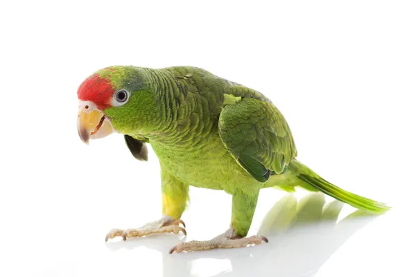 Papagaio-de-cabeça-vermelha mexicano — Fotografia de Stock