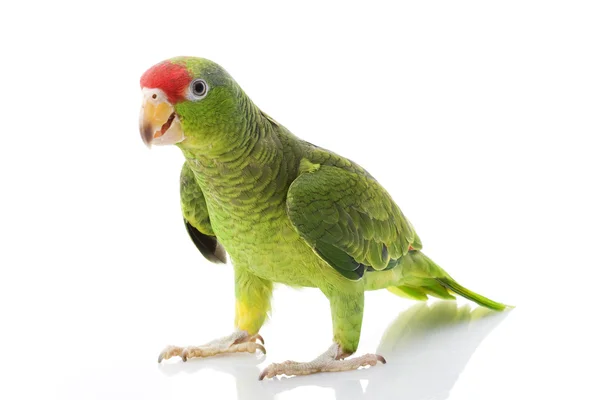 Mexikói Red-headed Amazon papagáj — Stock Fotó