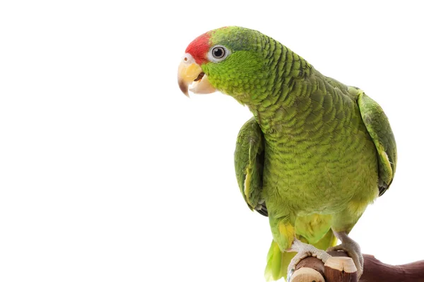 Mexikanska Rödhuvad amazon papegoja — Stockfoto