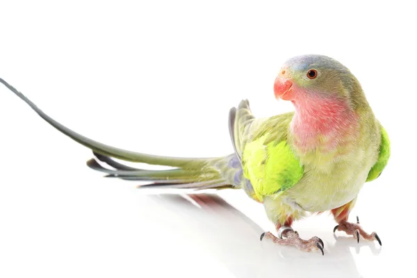 Princess of Wales Parakeet — Stock Photo, Image