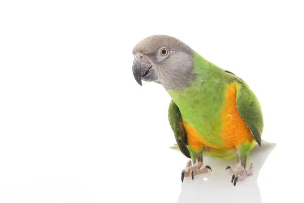 Сенегал-попугай — стоковое фото