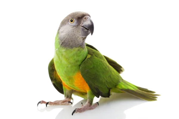 Papuga senegalska — Zdjęcie stockowe