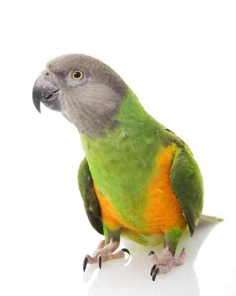 Παπαγάλος της Σενεγάλης — Φωτογραφία Αρχείου