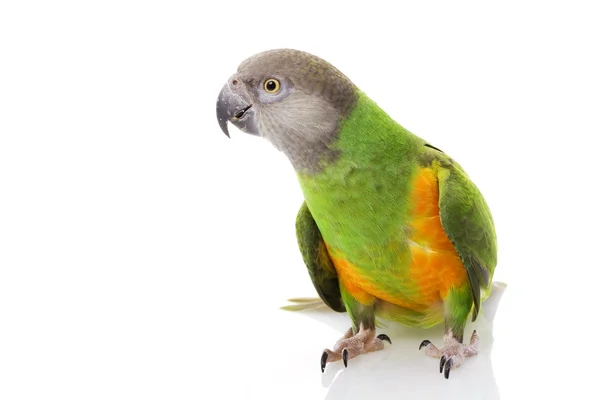Senegal Parrot — Stock Photo, Image