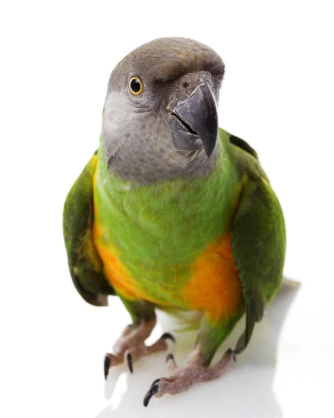 Сенегал-попугай — стоковое фото