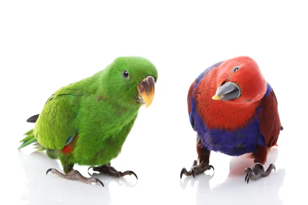 Papugi eclectus Wyspy Salomona — Zdjęcie stockowe