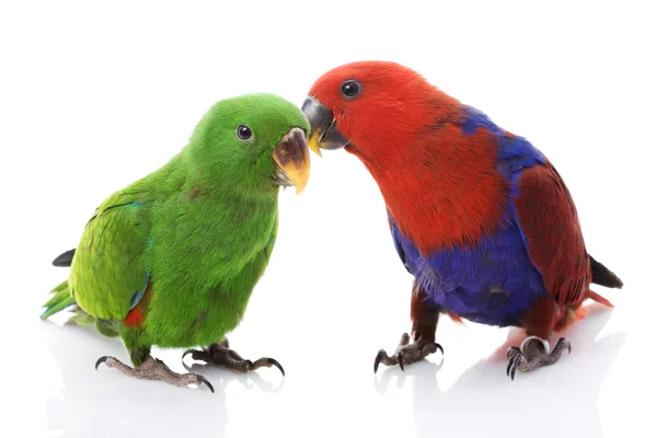 Solomon Island Eclectus Parrots — Stock Photo, Image