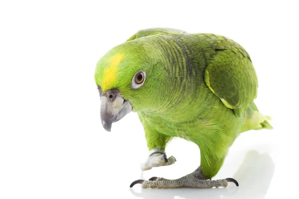 Yellow-naped Amazon Parrot — Stock Photo, Image