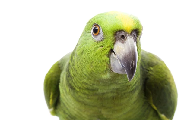Sarı enseli amazon papağanı — Stok fotoğraf