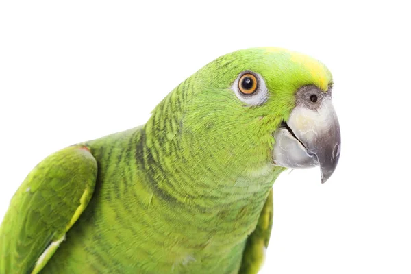Желтохвостый амазонский попугай — стоковое фото