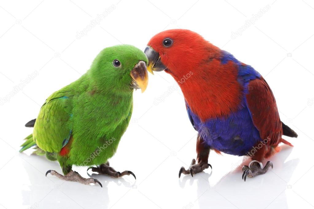 Solomon Island Eclectus Parrots