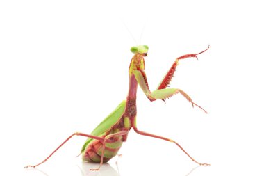 dev yağmur ormanları mantis