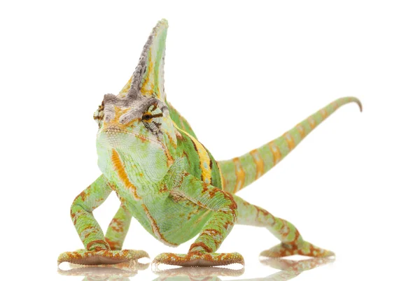 Chameleon jemenský — Stock fotografie