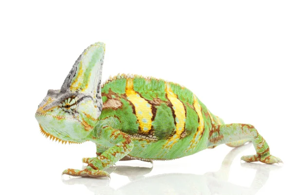 Chameleon jemenský — Stock fotografie