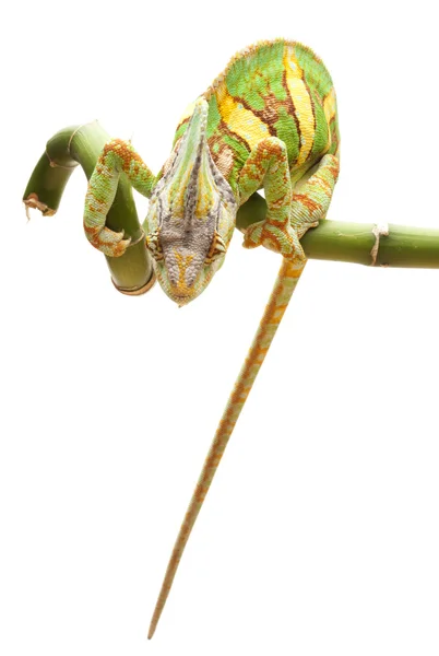 Veiled Chameleon — Stock Photo, Image