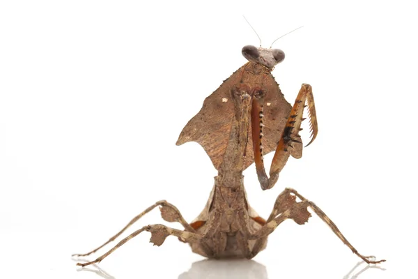 Malsian Dead Leaf Mantis — стоковое фото