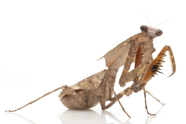 Malaysian Dead Leaf Mantis — Stock Photo, Image