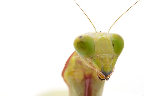 Giant Rainforest Mantis — Stock Photo, Image