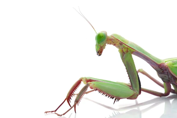 Bosque lluvioso gigante Mantis — Foto de Stock