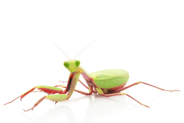 Óriás Rainforest Mantis — Stock Fotó