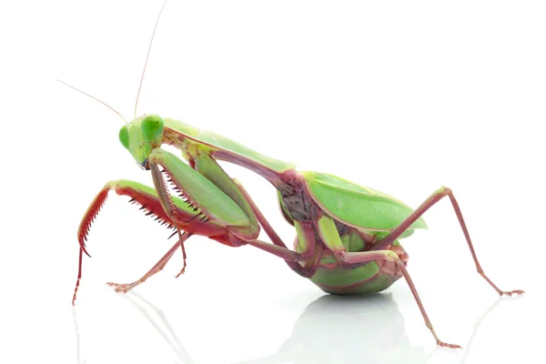 Óriás Rainforest Mantis — Stock Fotó