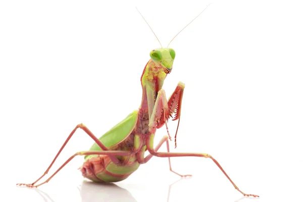 Mantis floresta tropical gigante — Fotografia de Stock