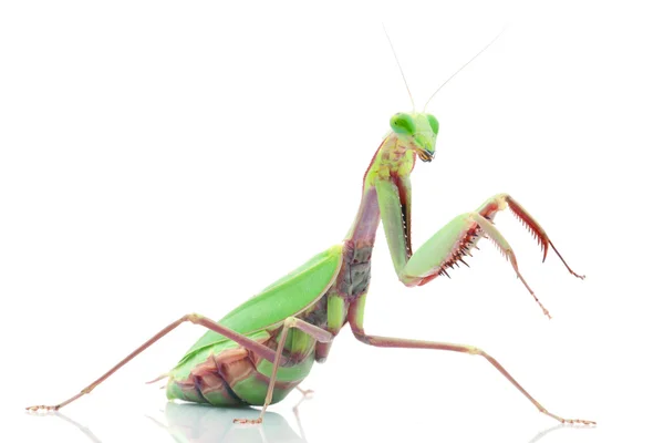 Giant Rainforest Mantis — Stock Photo, Image