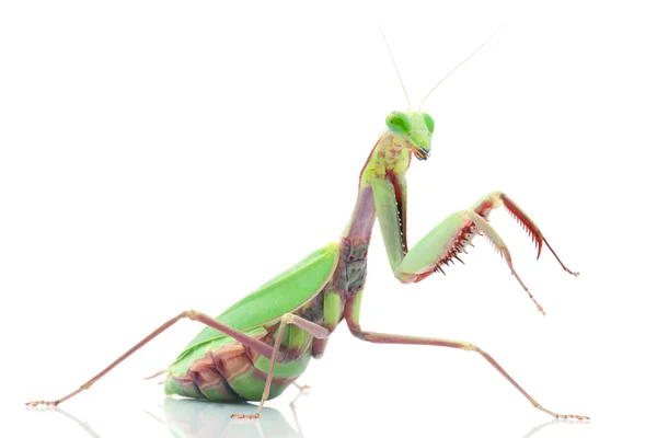 Closeup of praying mantis — Stock Photo © feedough #4084436
