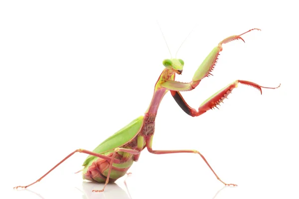 Closeup of praying mantis — Stock Photo © feedough #4084436