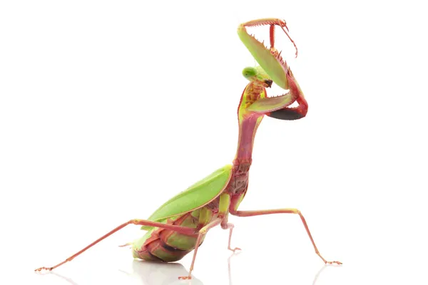 Bosque lluvioso gigante Mantis — Foto de Stock