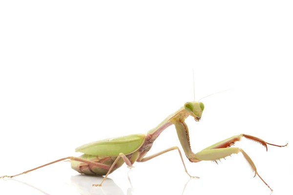 Reus regenwoud mantis — Stockfoto
