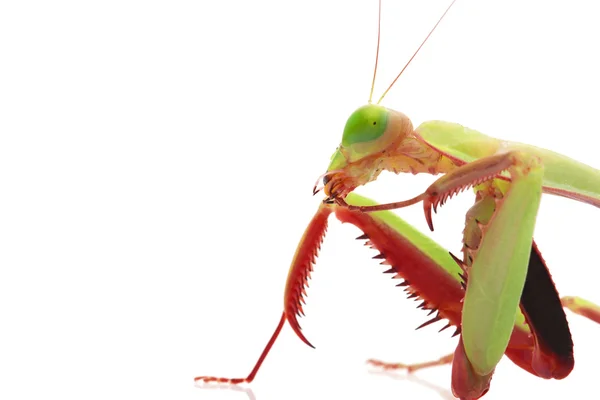 Óriás Rainforest Mantis — Stock Fotó