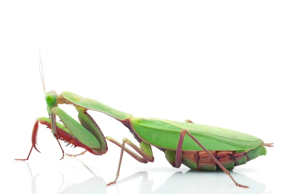 Giant Rainforest Mantis — Stock Photo, Image