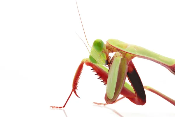 Óriás Rainforest Mantis — Stock Fotó