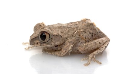 Afrika büyük gözlü kurbağa