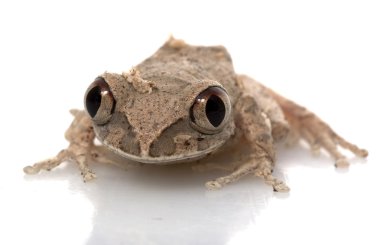 Afrika büyük gözlü kurbağa