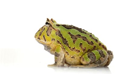 Yeşil fantazi kurbağa