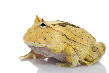 Sarı fantezi boynuzlu kurbağa