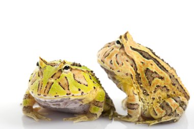 yeşil ve turuncu fantezi boynuzlu kurbağa